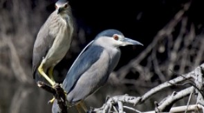 birdwatching_sardegna_foto.jpg