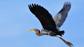 Ardea_purpurea.JPG