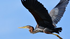 sardegna_caccia_fotografica_coghinas_fiume.jpg